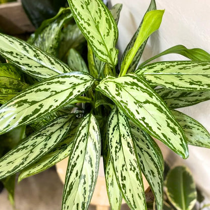 Buy Aglaonema Silver Queen - Plant Online at Lalitenterprise