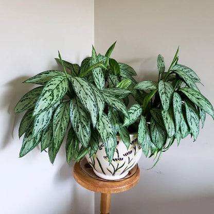 Buy Aglaonema Silver Queen - Plant Online at Lalitenterprise