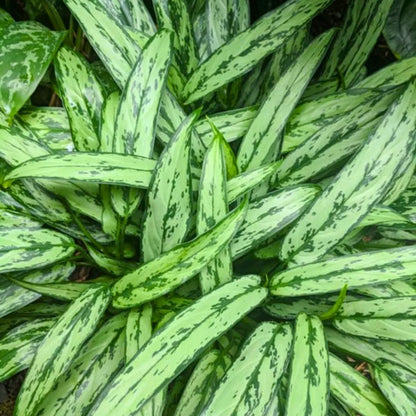 Buy Aglaonema Silver Queen - Plant Online at Lalitenterprise
