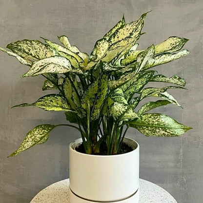 Buy Aglaonema Snow White (Chinese Evergreen) - Plant Online at Lalitenterprise