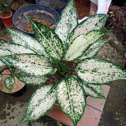 Buy Aglaonema Snow White (Chinese Evergreen) - Plant Online at Lalitenterprise