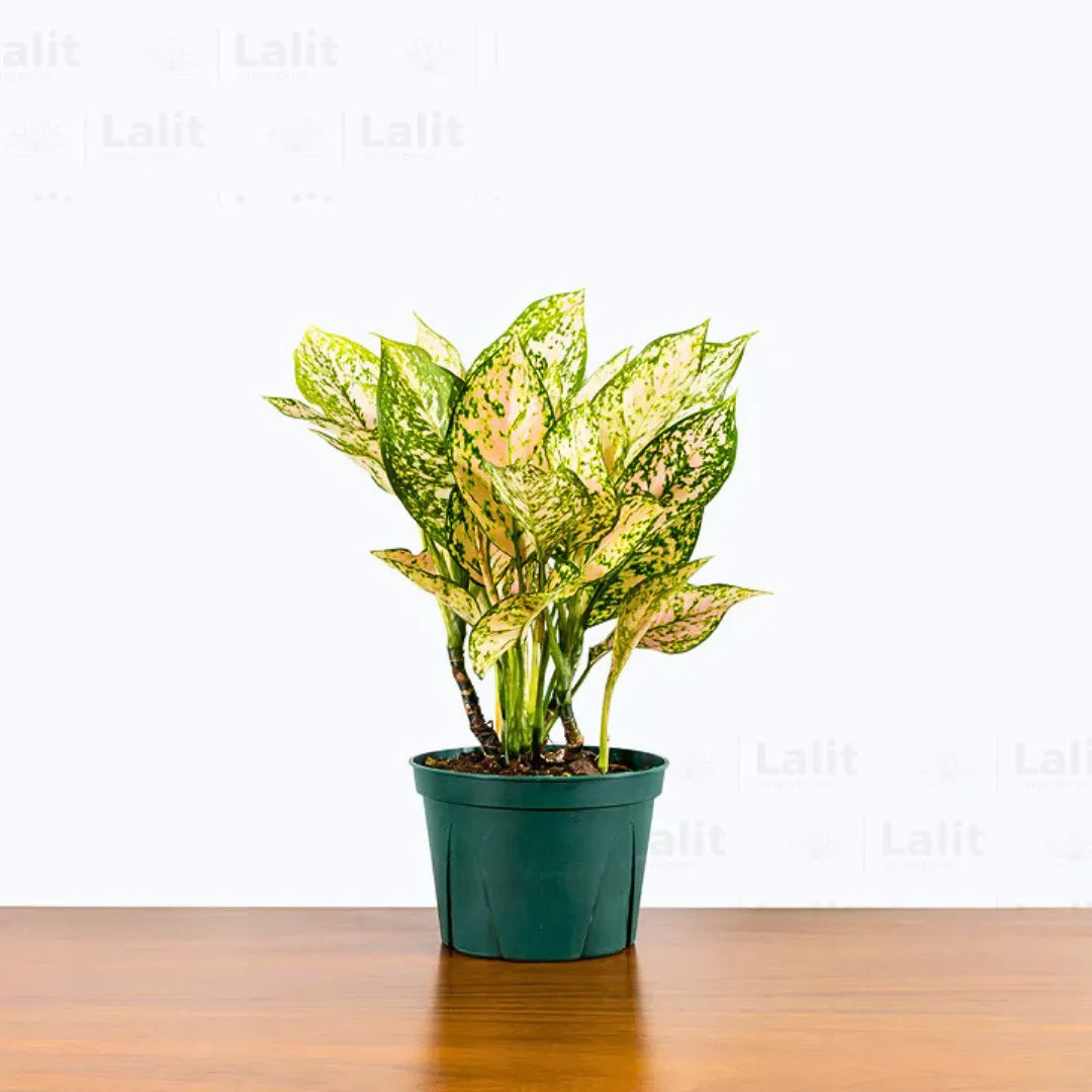 Buy Aglaonema Etta Rose (Aglaonema Super White Pink)  - Plant Online at Lalitenterprise