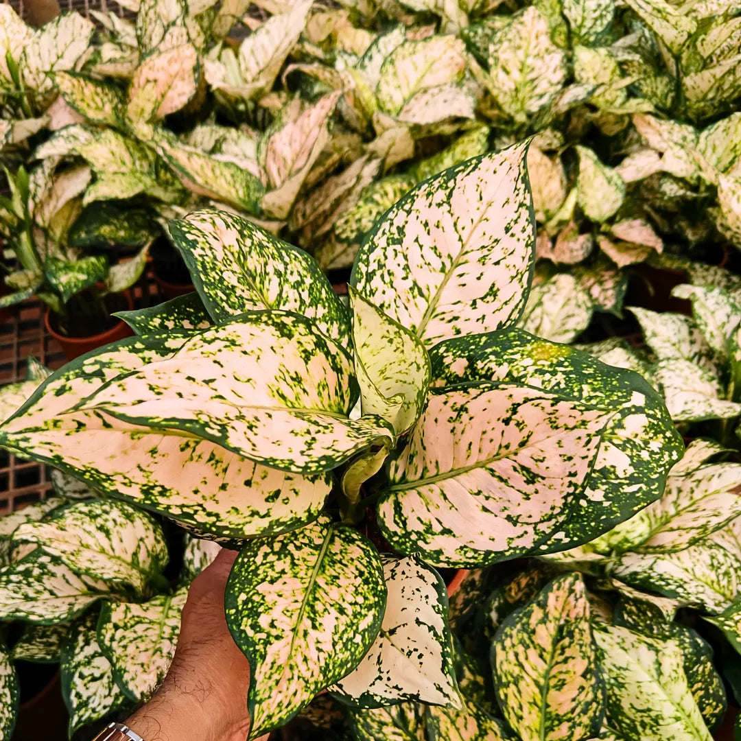 Buy Aglaonema Super White Pink - Plant Online at Lalitenterprise