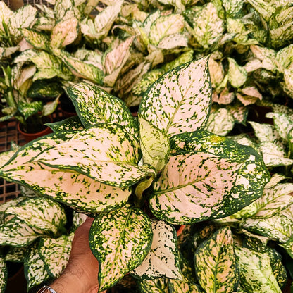 Buy Aglaonema Super White Pink - Plant Online at Lalitenterprise