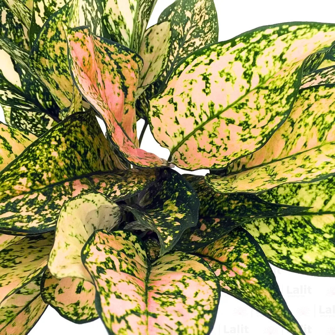 Buy Aglaonema Etta Ros - Plant Online at Lalitenterprise