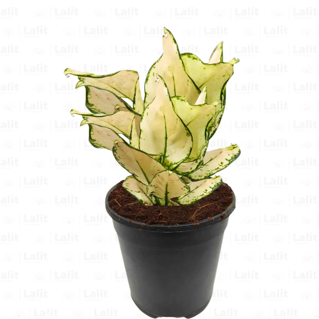 Buy Aglaonema Super White (Aglaonema spp) - Plant Online at Lalitenterprise