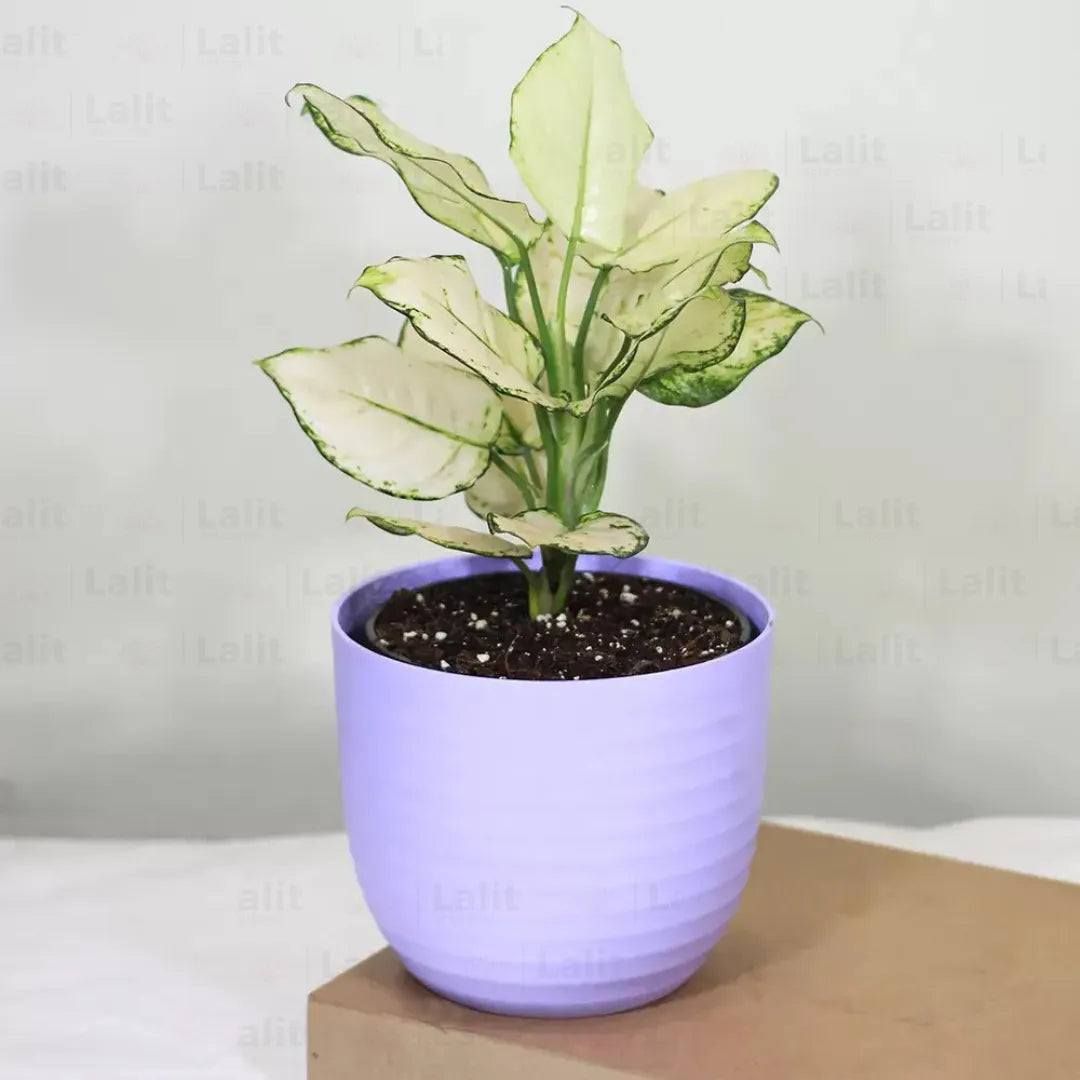 Buy Aglaonema Super White (Aglaonema spp) - Plant Online at Lalitenterprise