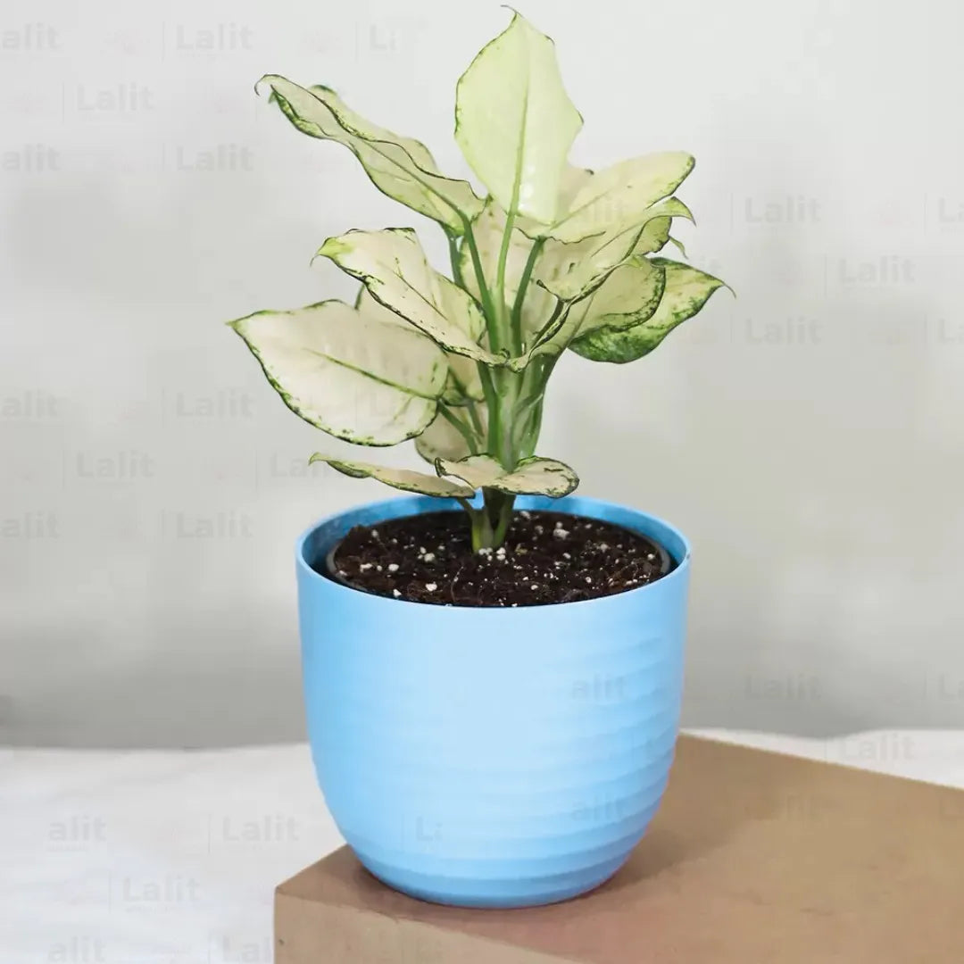 Buy Aglaonema Super White (Aglaonema spp) - Plant Online at Lalitenterprise