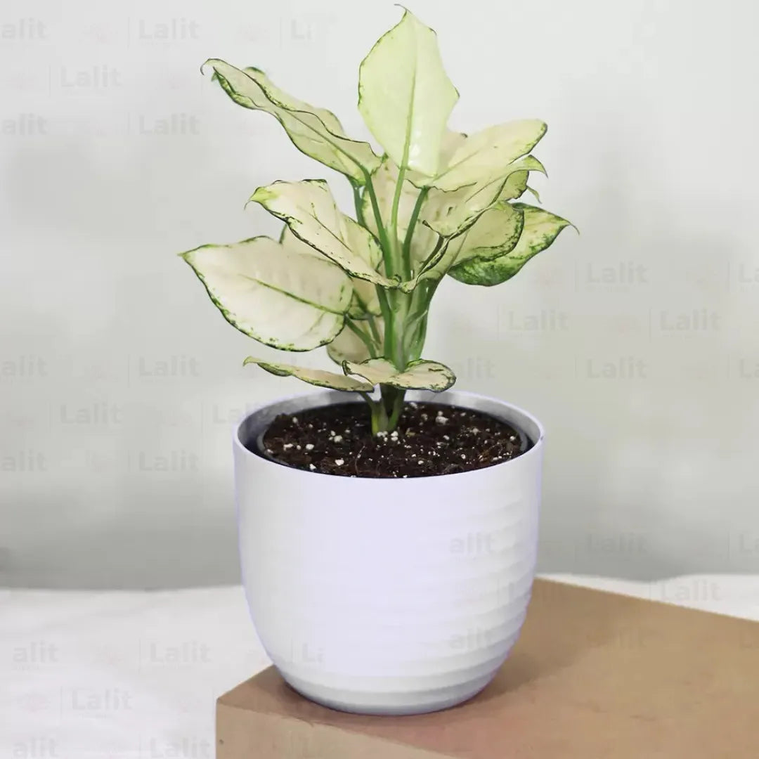 Buy Aglaonema Super White (Aglaonema spp) - Plant Online at Lalitenterprise