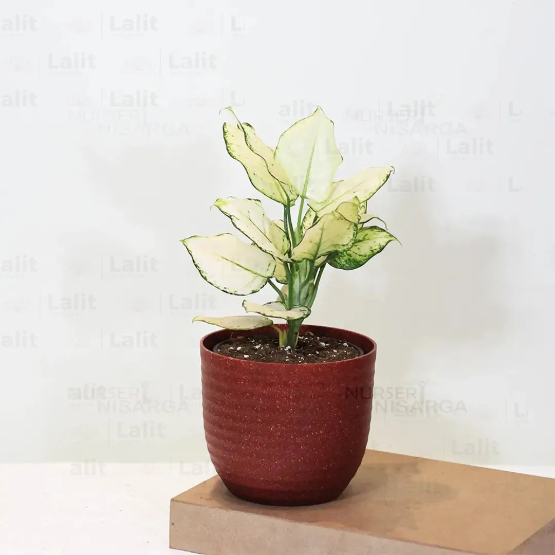 Buy Aglaonema Super White (Aglaonema spp) - Plant Online at Lalitenterprise