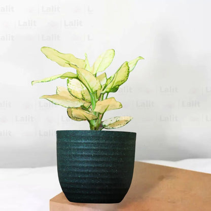 Buy Aglaonema Super White (Aglaonema spp) - Plant Online at Lalitenterprise