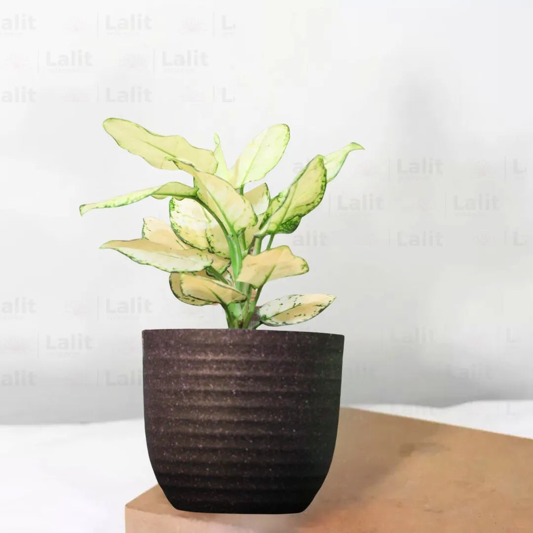 Buy Aglaonema Super White (Aglaonema spp) - Plant Online at Lalitenterprise