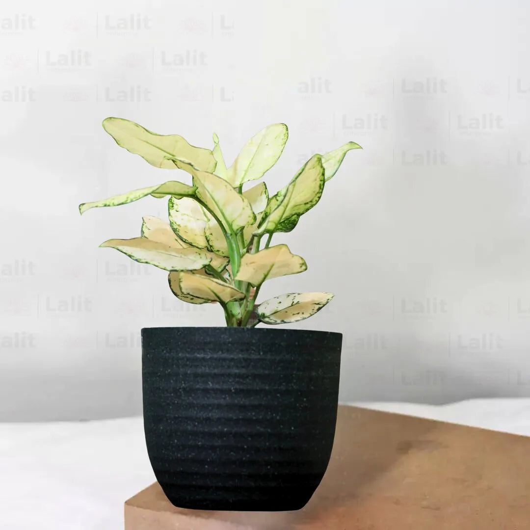 Buy Aglaonema Super White (Aglaonema spp) - Plant Online at Lalitenterprise
