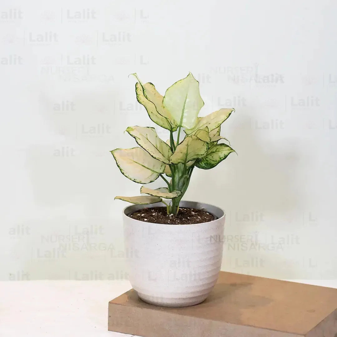 Buy Aglaonema Super White (Aglaonema spp) - Plant Online at Lalitenterprise