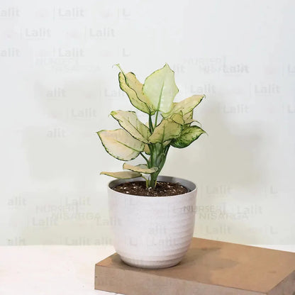 Buy Aglaonema Super White (Aglaonema spp) - Plant Online at Lalitenterprise