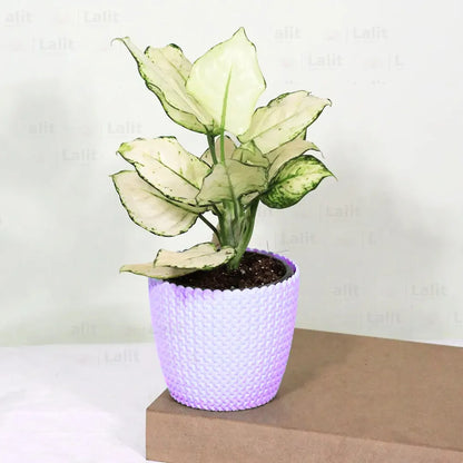 Buy Aglaonema Super White (Aglaonema spp) - Plant Online at Lalitenterprise