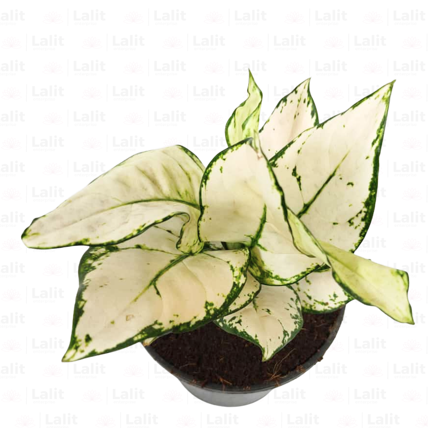 Buy Aglaonema Super White (Aglaonema spp) - Plant Online at Lalitenterprise