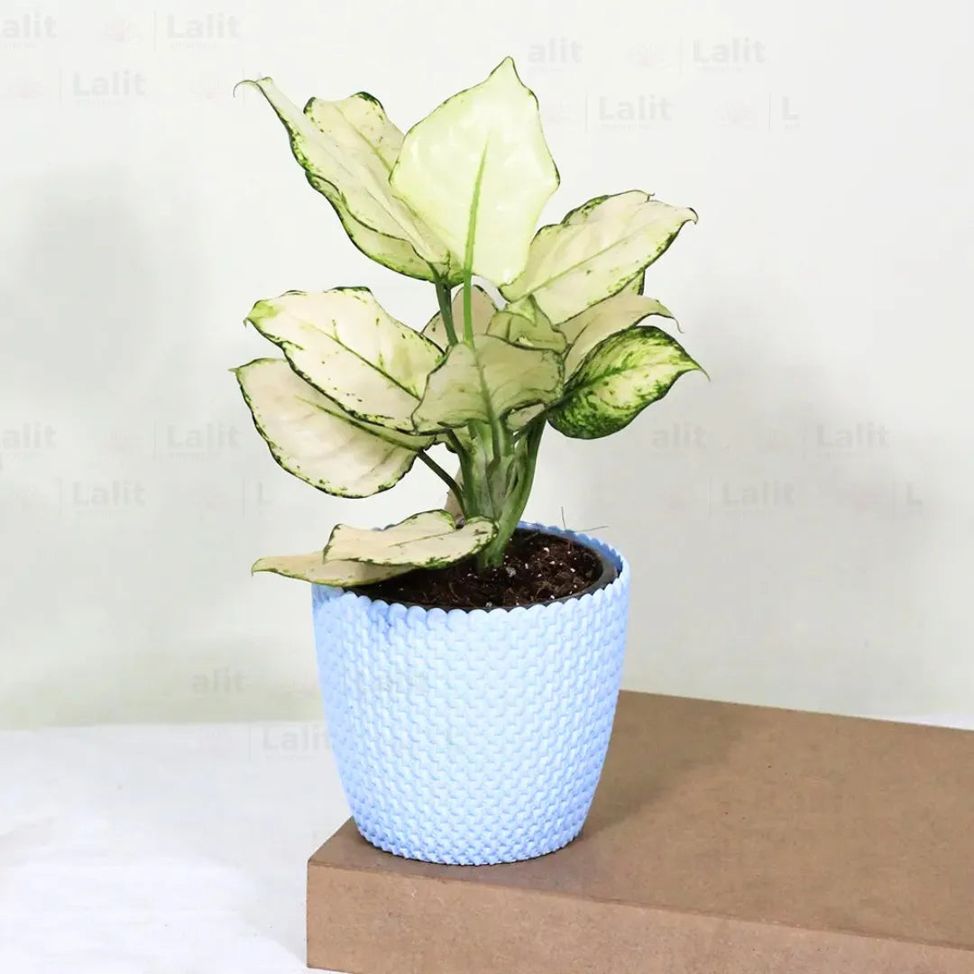 Buy Aglaonema Super White (Aglaonema spp) - Plant Online at Lalitenterprise