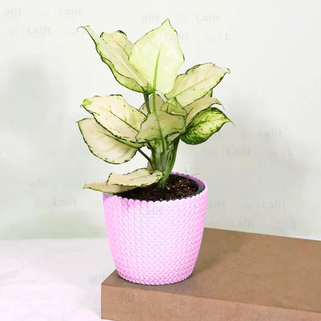 Buy Aglaonema Super White (Aglaonema spp) - Plant Online at Lalitenterprise
