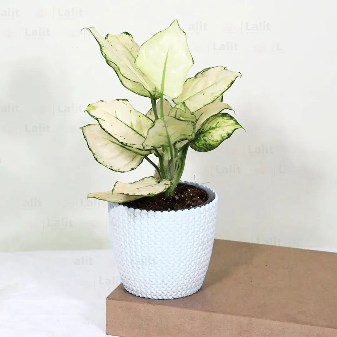 Buy Aglaonema Super White (Aglaonema spp) - Plant Online at Lalitenterprise