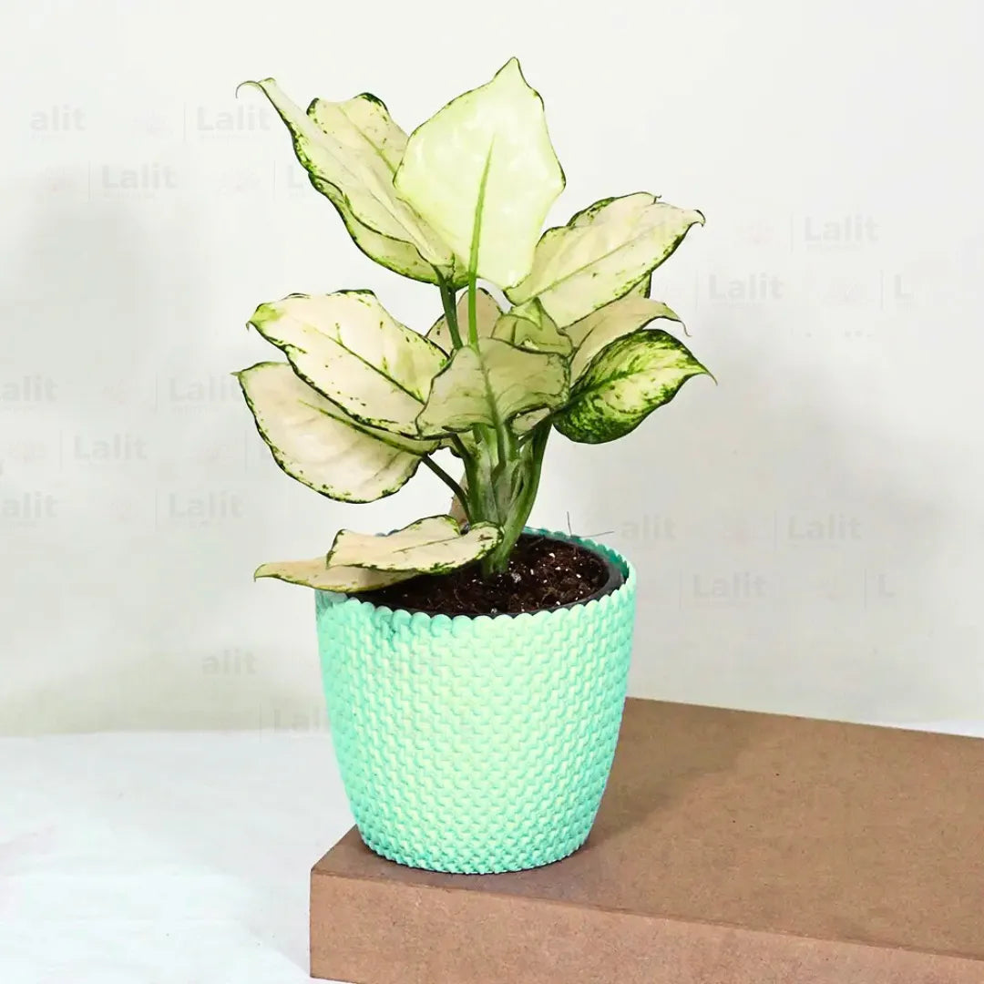 Buy Aglaonema Super White (Aglaonema spp) - Plant Online at Lalitenterprise
