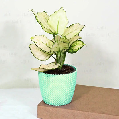 Buy Aglaonema Super White (Aglaonema spp) - Plant Online at Lalitenterprise