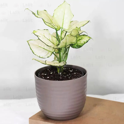 Buy Aglaonema Super White (Aglaonema spp) - Plant Online at Lalitenterprise