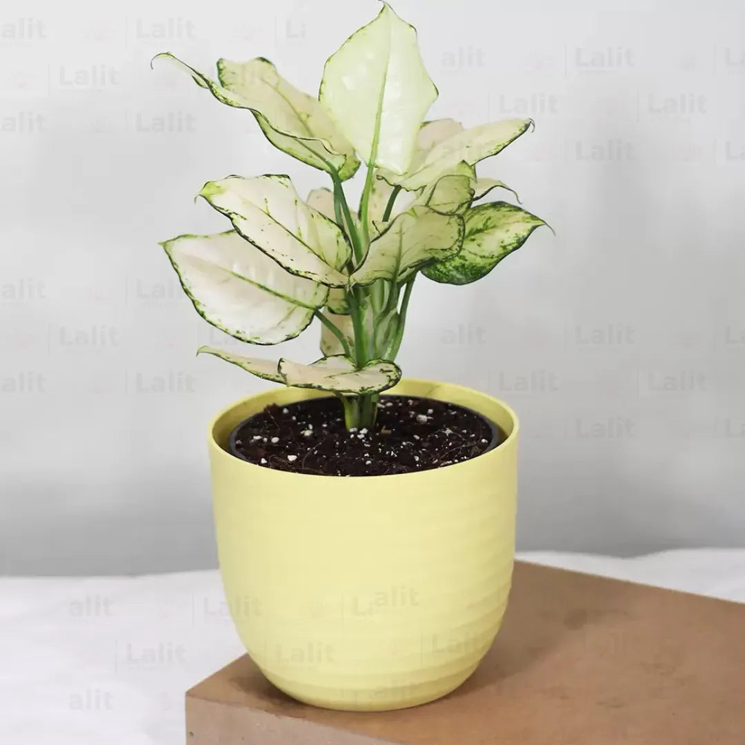 Buy Aglaonema Super White (Aglaonema spp) - Plant Online at Lalitenterprise