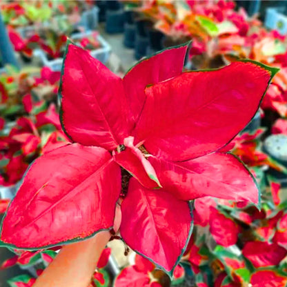 aglaonema red white flower Aglaonema Thailand Red (Valentine Aglaonema)