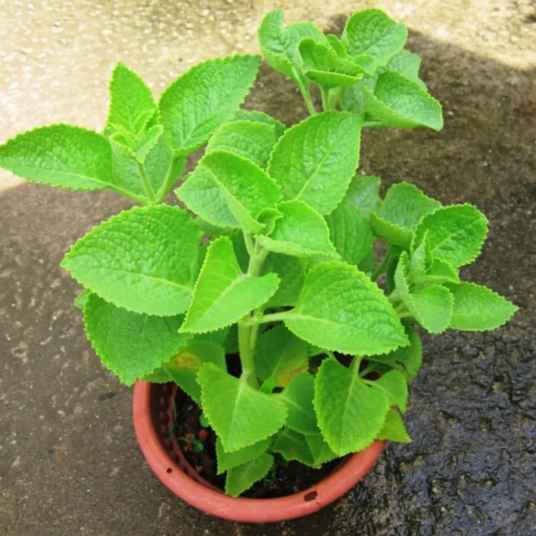 Buy Ajwain (Trachyspermum Ammi) - Plant Online at Lalitenterprise