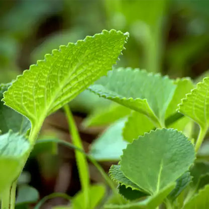 Buy Trachyspermum Ammi - Plant Online at Lalitenterprise