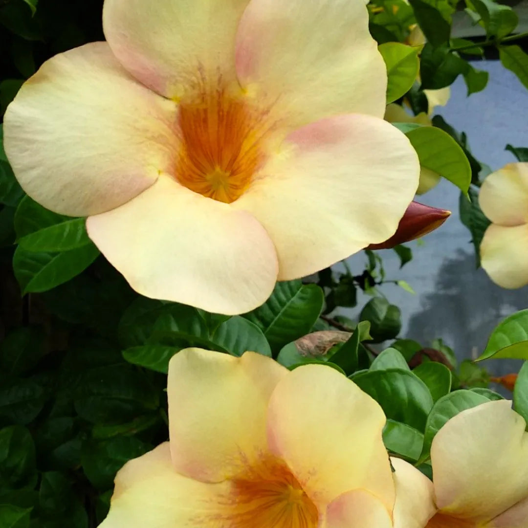 Buy Allamanda "Biscuit Color" - Plant Online at Lalitenterprise