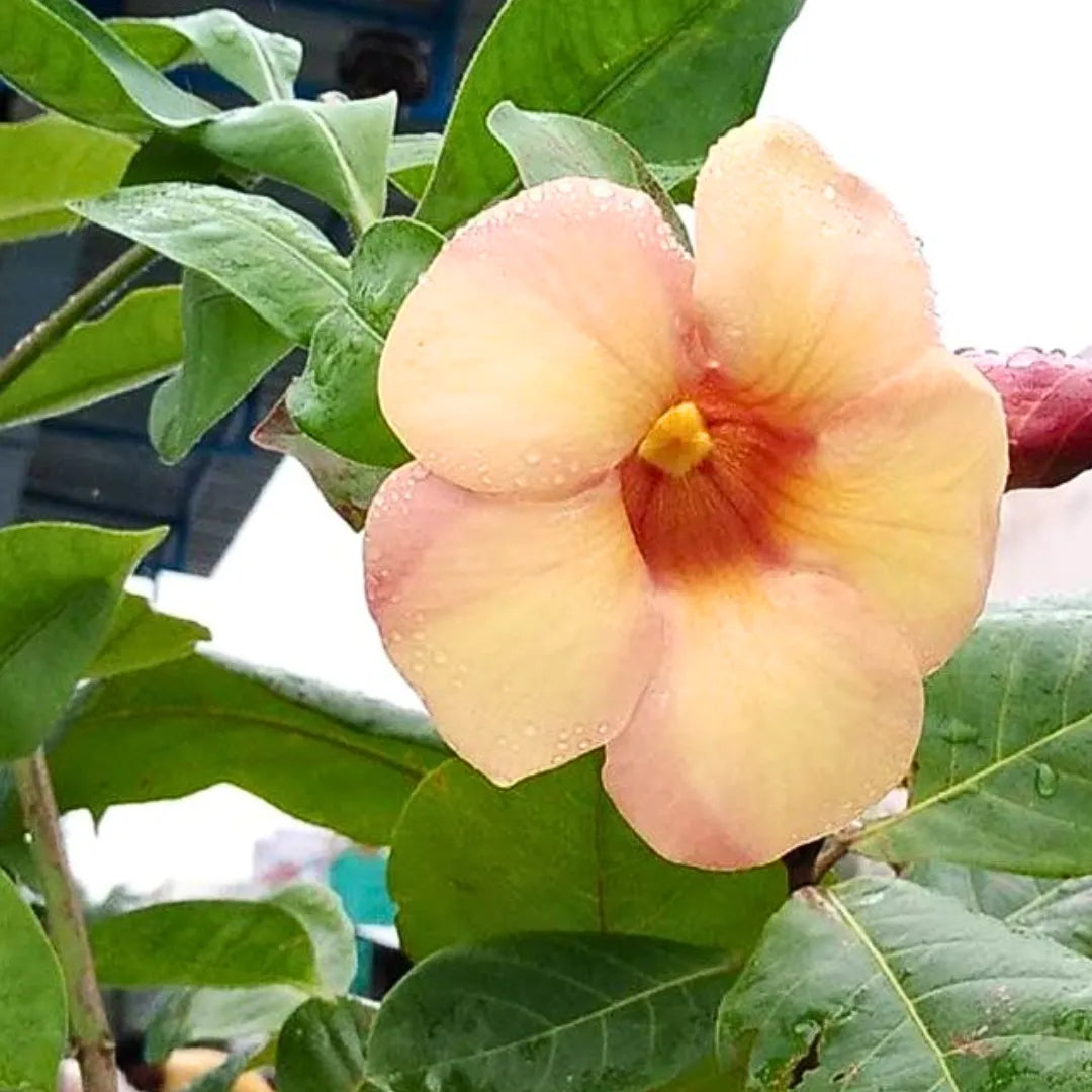 Buy Allamanda "Biscuit Color" - Plant Online at Lalitenterprise