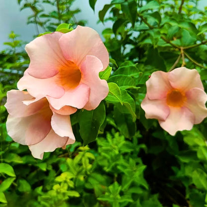 Buy Allamanda "Biscuit Color" - Plant Online at Lalitenterprise