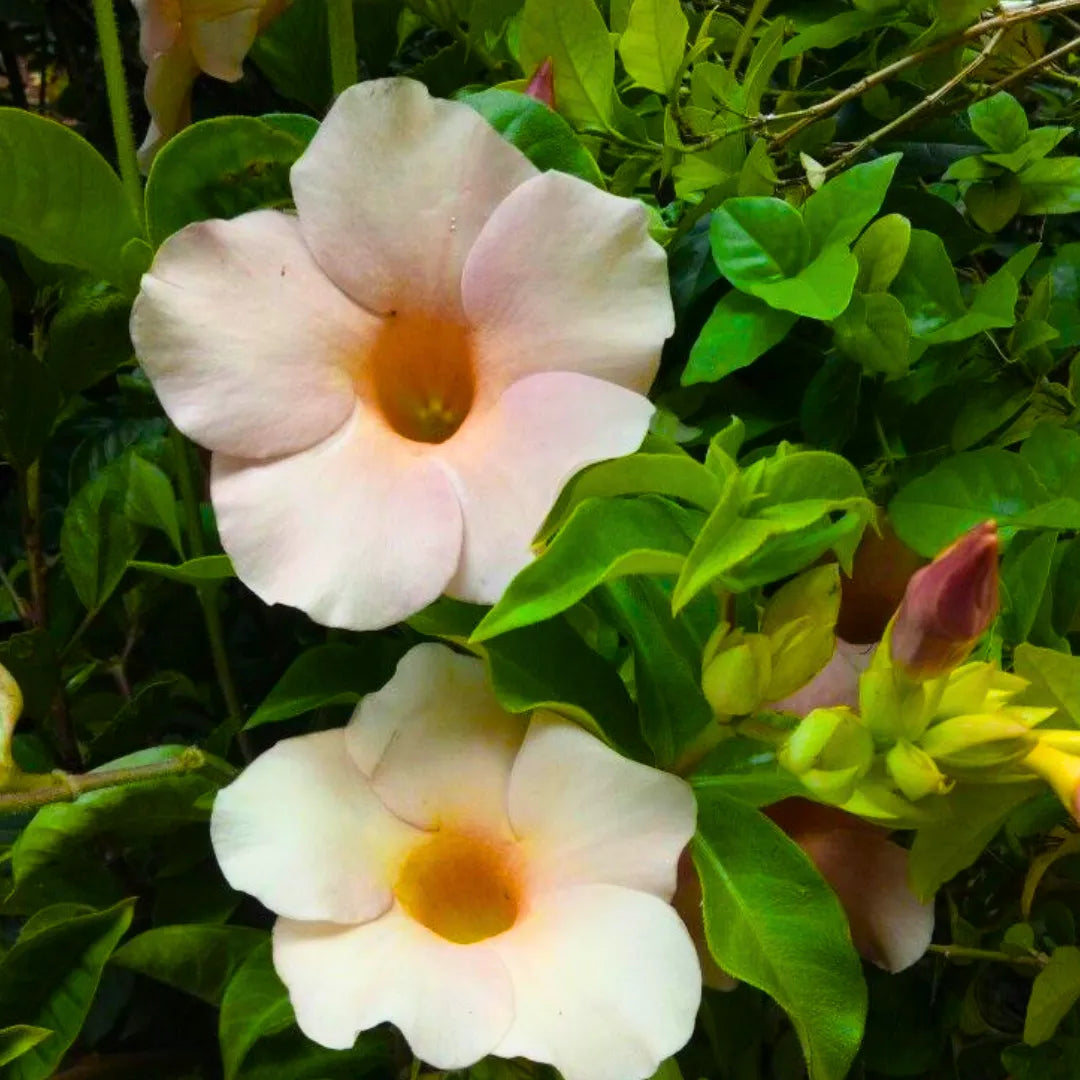 Buy Allamanda "Biscuit Color" - Plant Online at Lalitenterprise