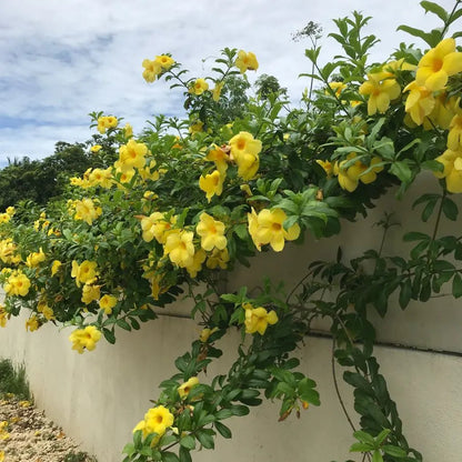 Buy Allamanda Creeper "Yellow" (Pentalinon Luteum) - Plant Online at Lalitenterprise