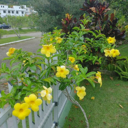 Buy Allamanda Creeper "Yellow" (Pentalinon Luteum) - Plant Online at Lalitenterprise