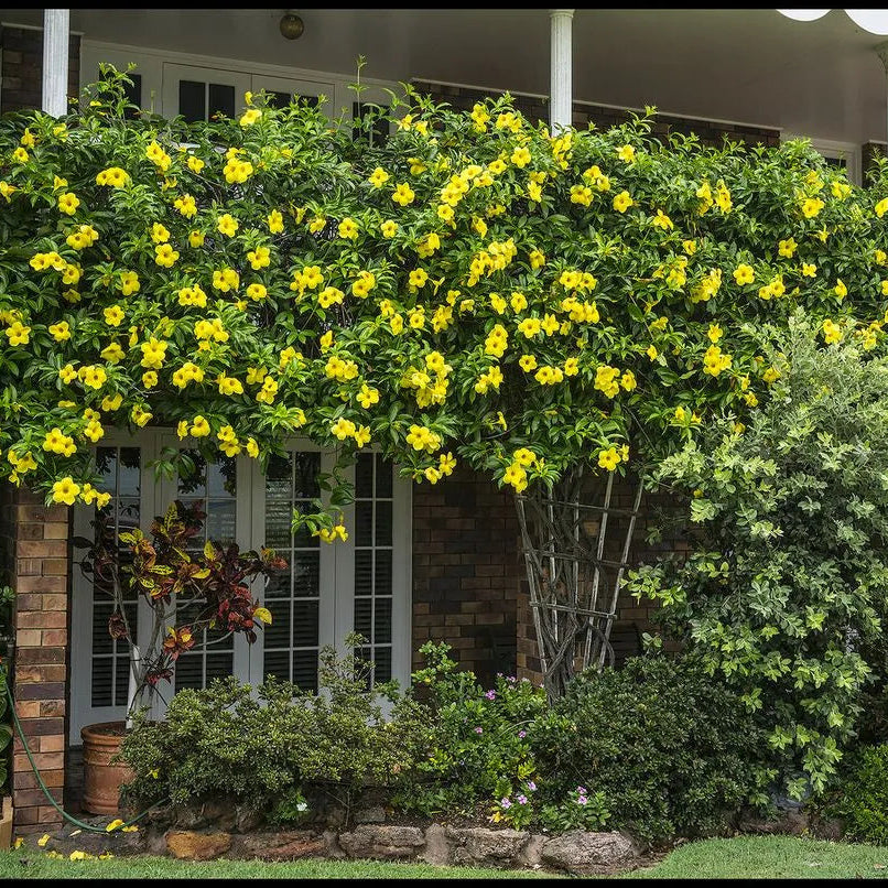 Buy Allamanda Creeper "Yellow" (Pentalinon Luteum) - Plant Online at Lalitenterprise