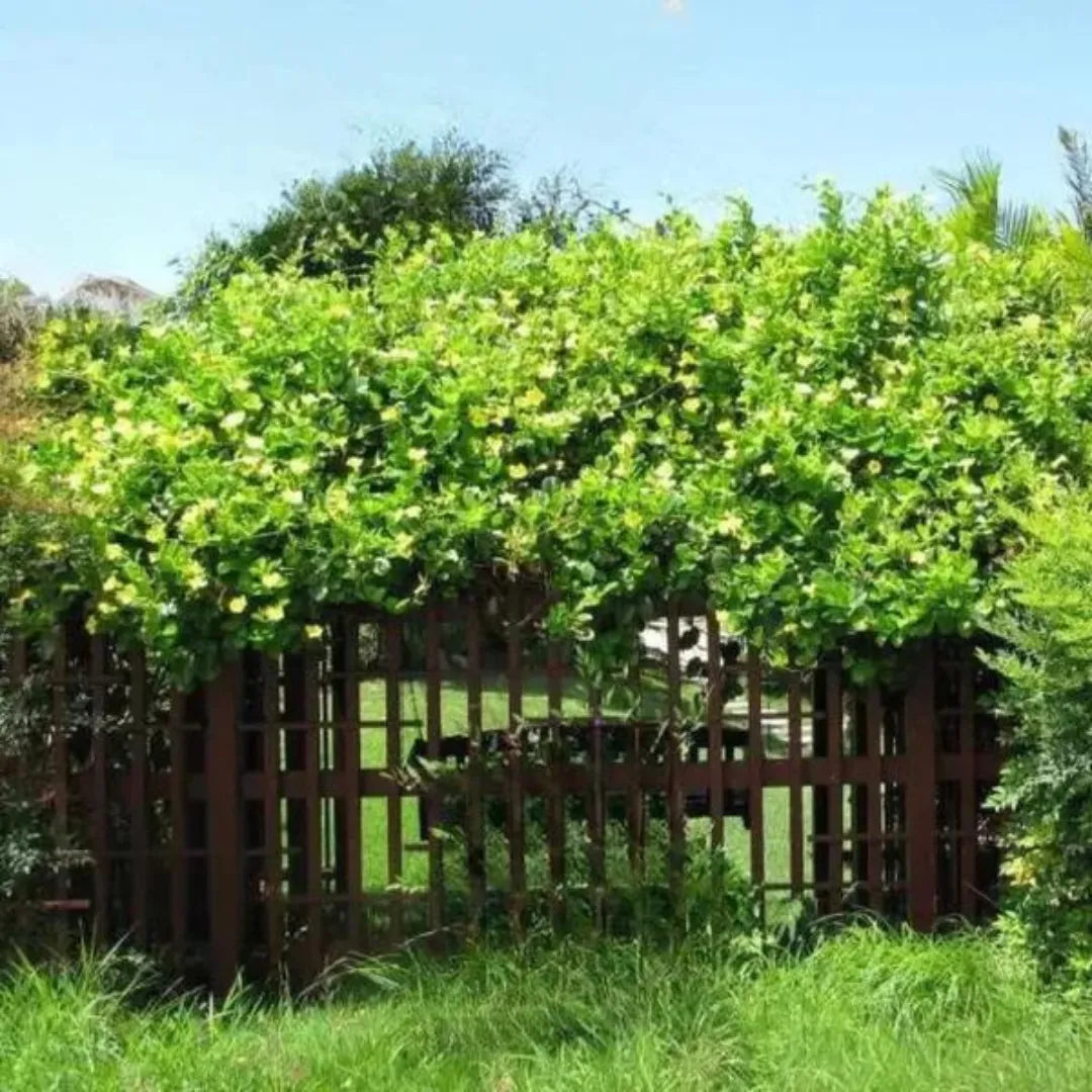 Buy Allamanda Creeper (Yellow) Plant - Lalit Enterprise