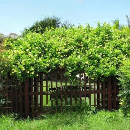 Buy Allamanda Creeper (Yellow) Plant - Lalit Enterprise