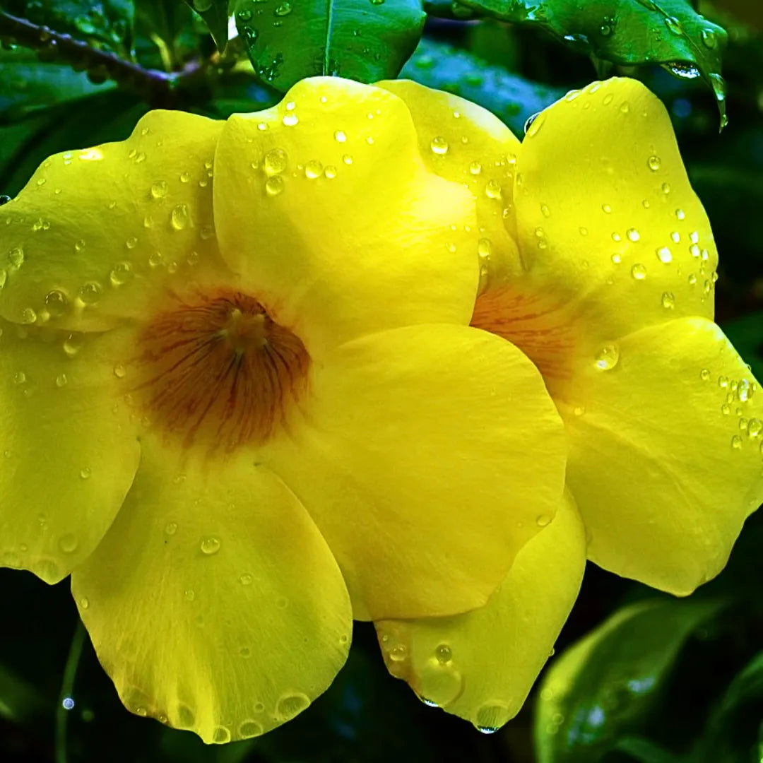 Buy Allamanda Creeper "Yellow" (Pentalinon Luteum) - Plant Online at Lalitenterprise