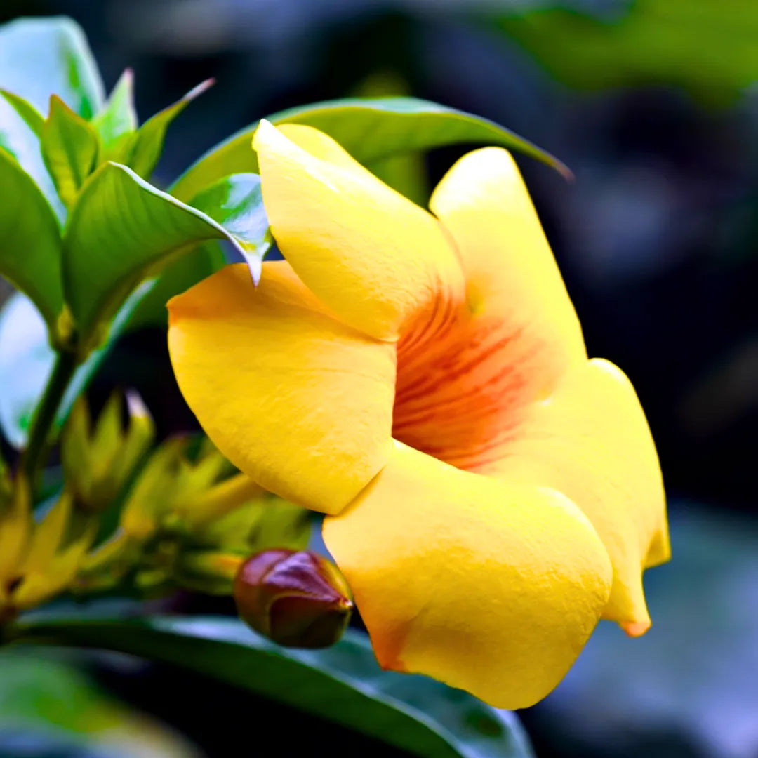 Buy Yellow Pentalinon Luteum - Plant Online at Lalitenterprise