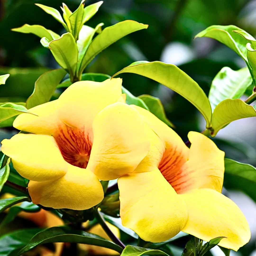 Buy Allamanda Creeper "Yellow"  - Plant Online at Lalitenterprise