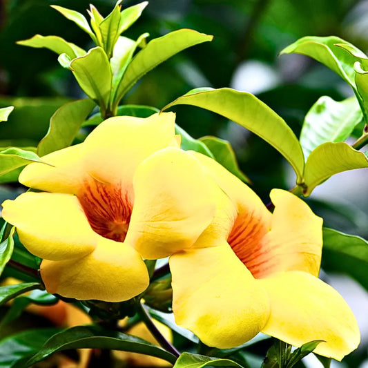 Buy Allamanda Creeper "Yellow"  - Plant Online at Lalitenterprise