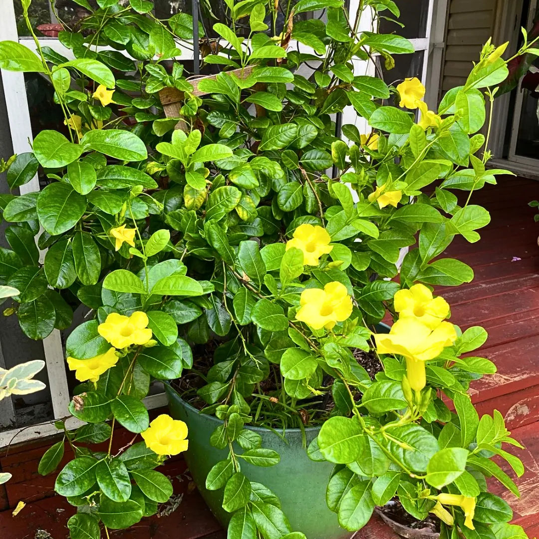 Buy Allamanda Creeper "Yellow" Plant Online at Lalitenterprise