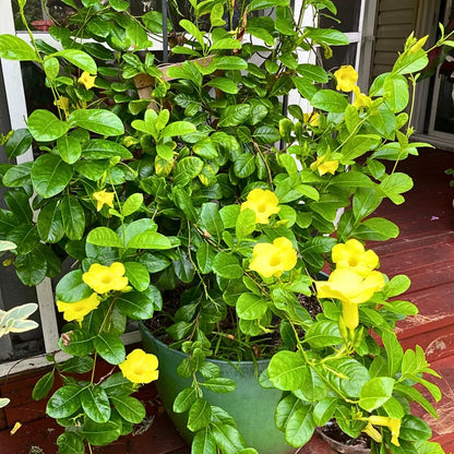 Buy Allamanda Creeper "Yellow" Plant Online at Lalitenterprise