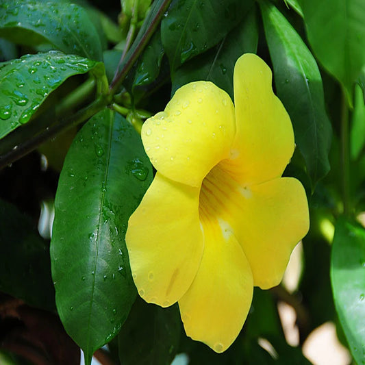 Buy Allamanda Creeper "Yellow" (Pentalinon Luteum) - Plant Online at Lalitenterprise