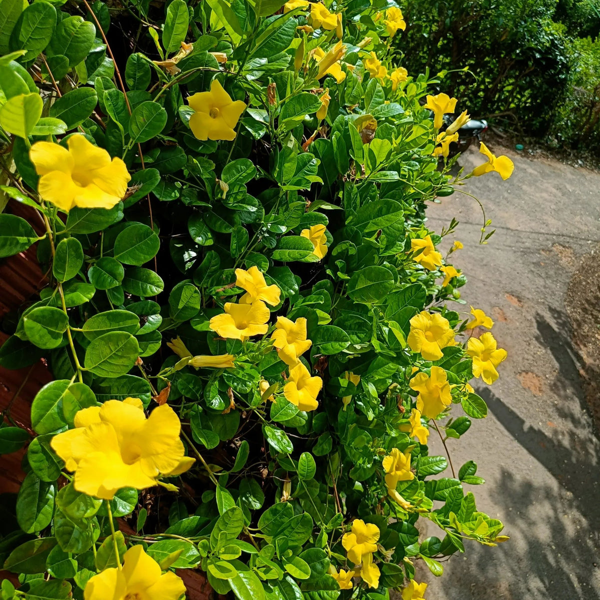 Buy Allamanda Creeper "Yellow" (Pentalinon Luteum) - Plant Online at Lalitenterprise