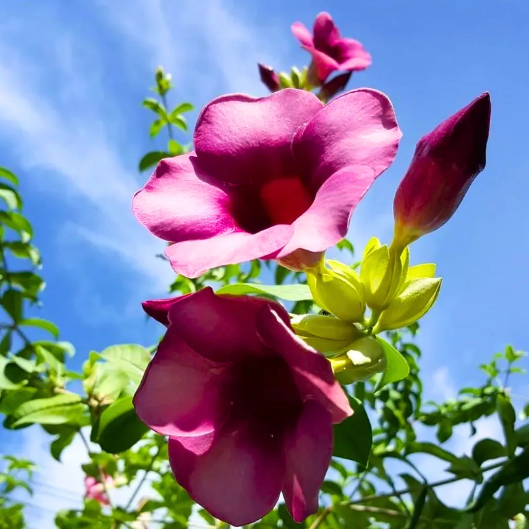 Buy Allamanda Purple/Violet Flowering - Plant Online at Lalitenterprise