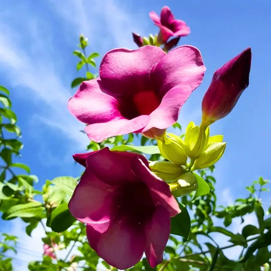 Buy Allamanda Purple/Violet Flowering - Plant Online at Lalitenterprise